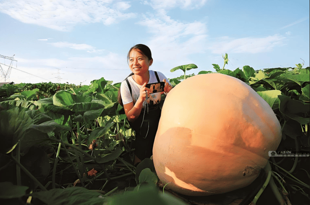 第52届世界南瓜大赛赢2万美元奖金麻将胡了1064公斤!美国男子夺冠(图2) 第52届世界南瓜大赛赢2万美元奖金麻将胡了1064公斤!美国男子夺冠(图2)