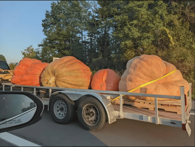 第52届世界南瓜大赛赢2万美元奖金麻将胡了1064公斤!美国男子夺冠(图3) 第52届世界南瓜大赛赢2万美元奖金麻将胡了1064公斤!美国男子夺冠(图3)