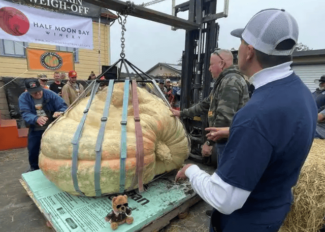 第52届世界南瓜大赛赢2万美元奖金麻将胡了1064公斤!美国男子夺冠(图8) 第52届世界南瓜大赛赢2万美元奖金麻将胡了1064公斤!美国男子夺冠(图8)